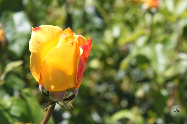 America's Best Rose Garden