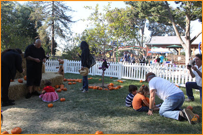 Pumpkin Patch