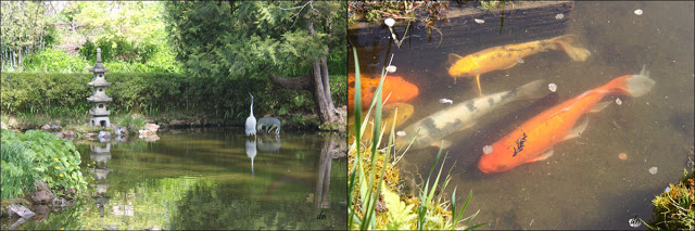 Main Pond and Koi Pond 