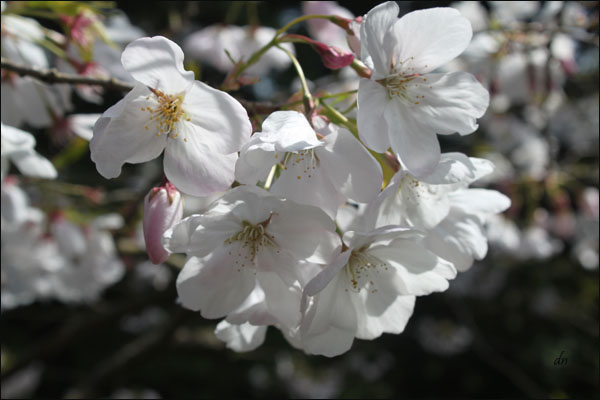 White blossoms