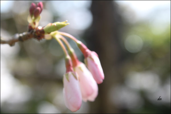 Spring, Japanese Garden