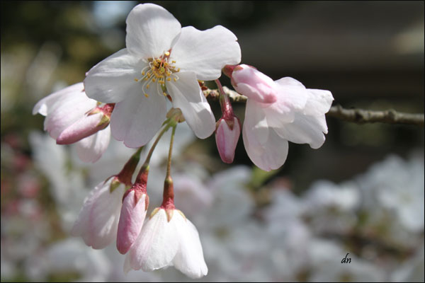Cherry Blossoms at the Japanese Tea Garden | Tipsy from the TRIP