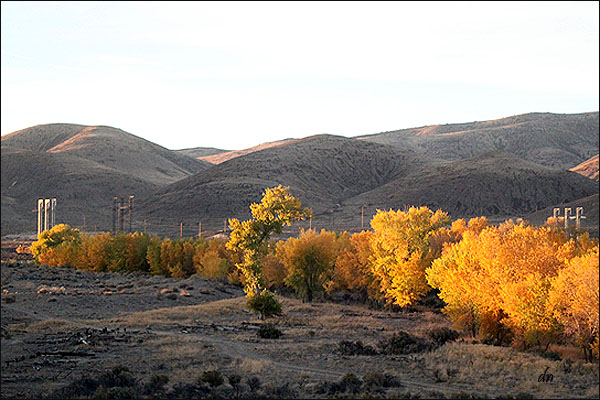 Fall Color near Reno