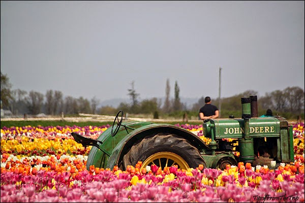 Tulip Fields, Oregon
