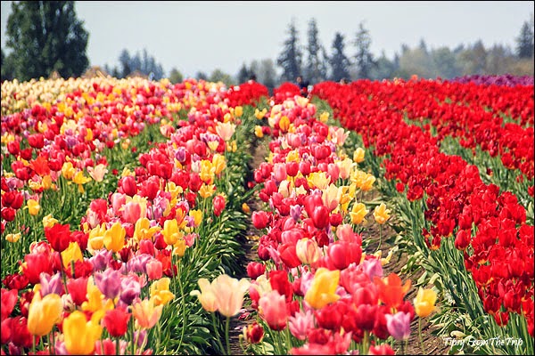 Tulip festival at Wooden Shoe, Oregon