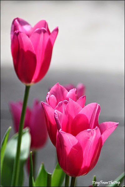 Pink Tulips,