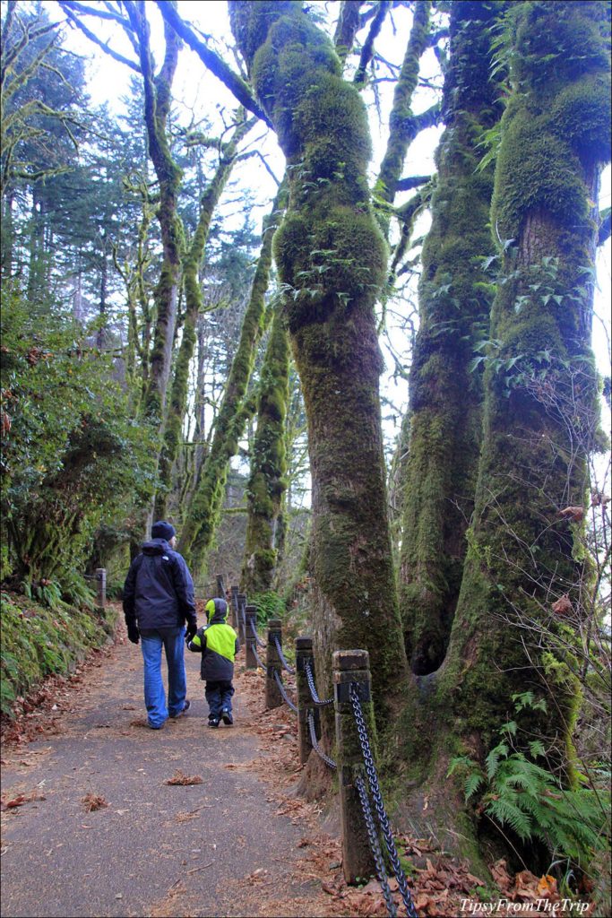The trail to the bridge across the waterfall. 