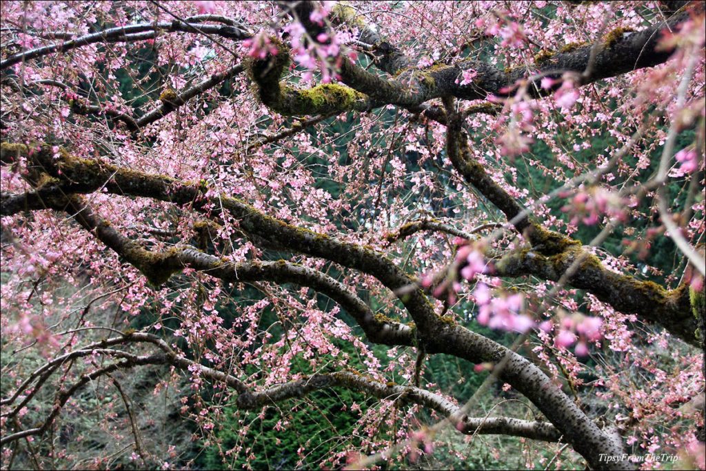 Weeping Cherry Tree's blossoms