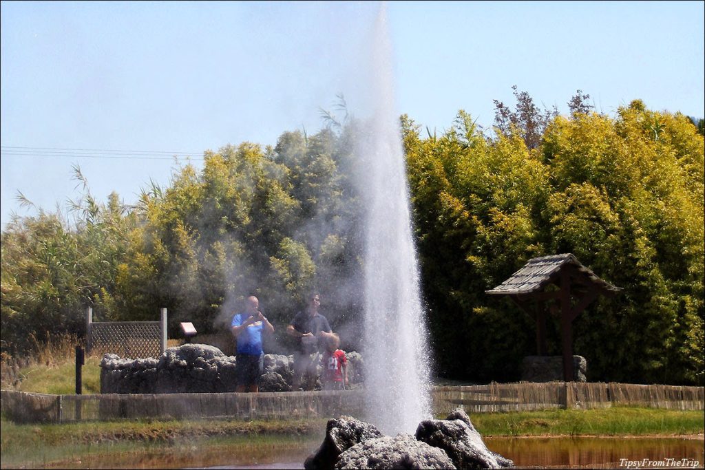 Old Faithful Geyser of California