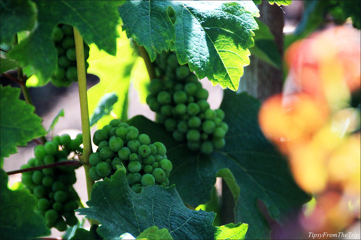 Disney California Adventure Park - Vineyard