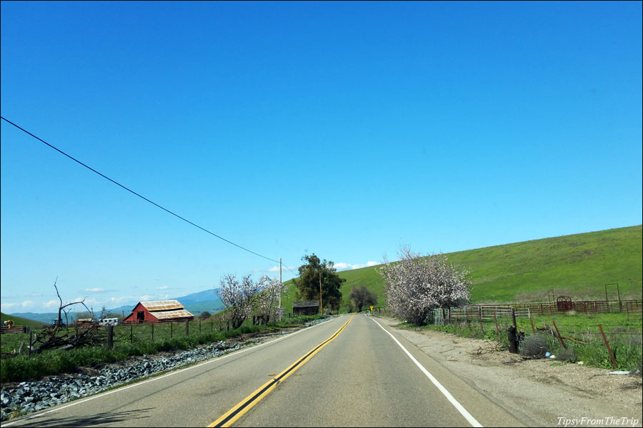 Signs of Spring, Patterson Pass, Diablo Range