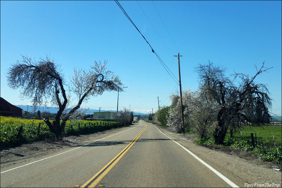 Signs of Spring, Patterson Pass, Diablo Range