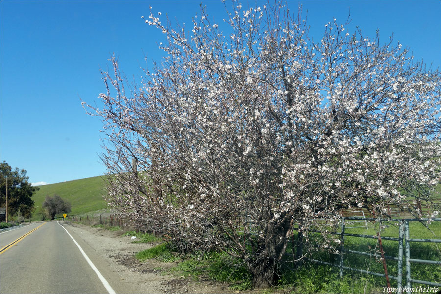 Signs of Spring, Patterson Pass, Diablo Range