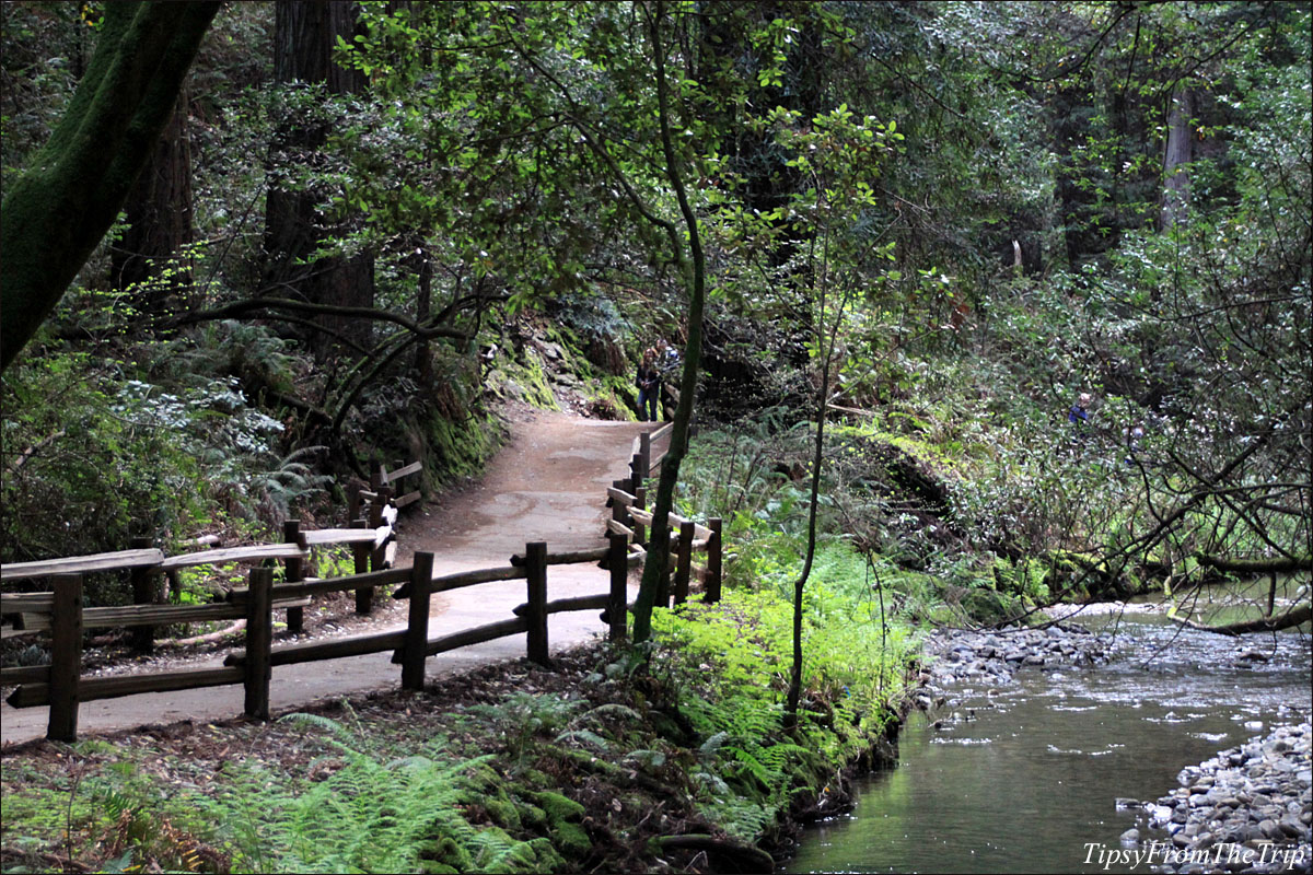 Muir Woods, California. 