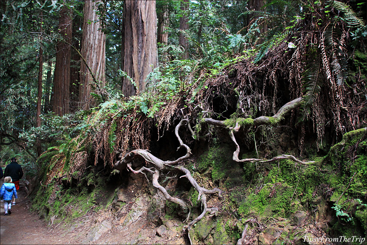 Muir Woods - A Redwood forest near SF.