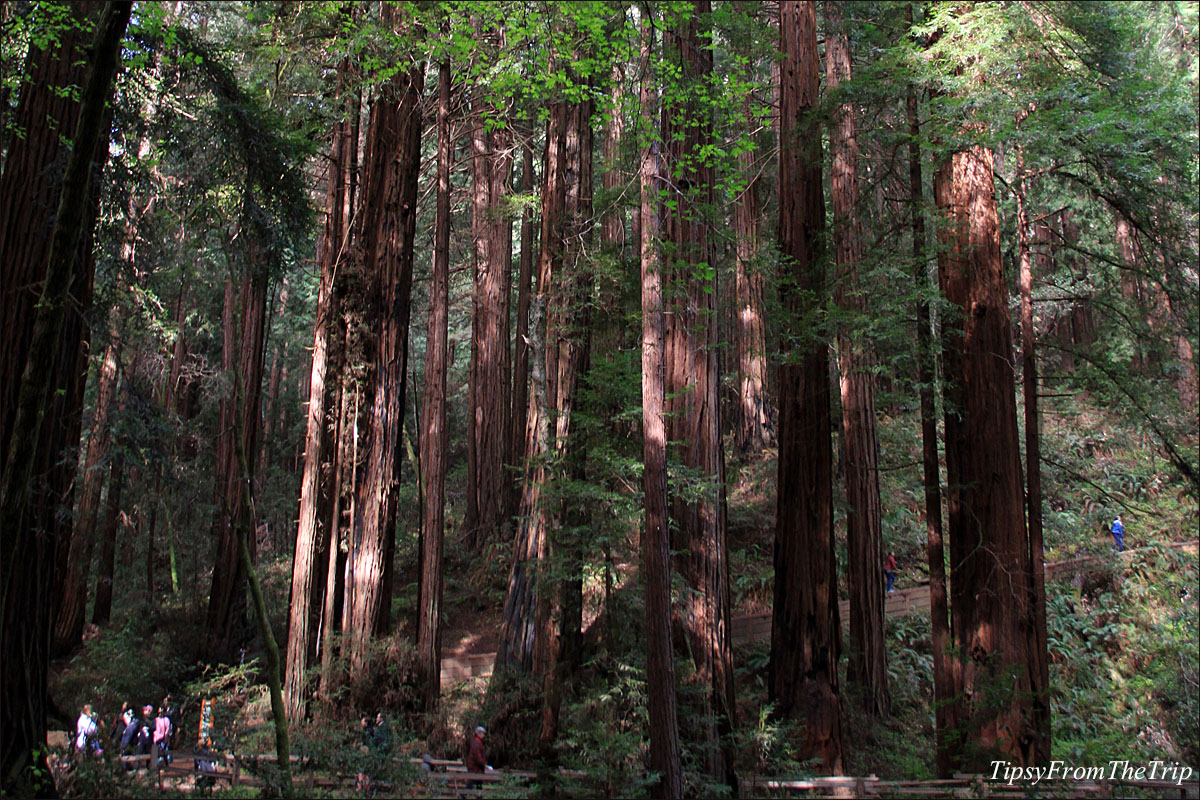 Coastal Redwood at Muir Woods, CA