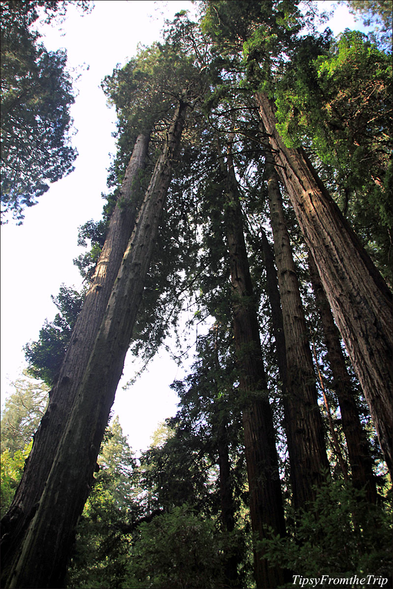 Coast Redwoods - the tallest trees in the world.