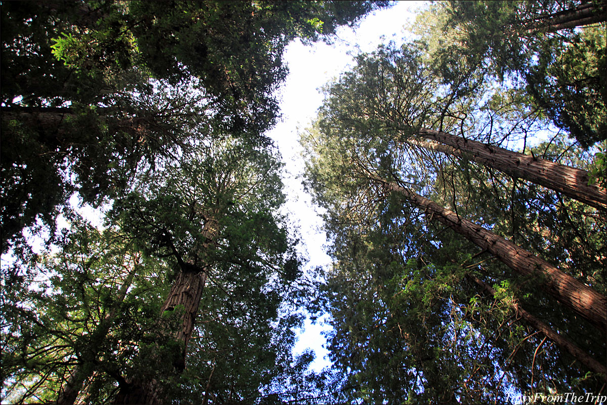 Sequia Sempervirens or the Coastal Redwoods