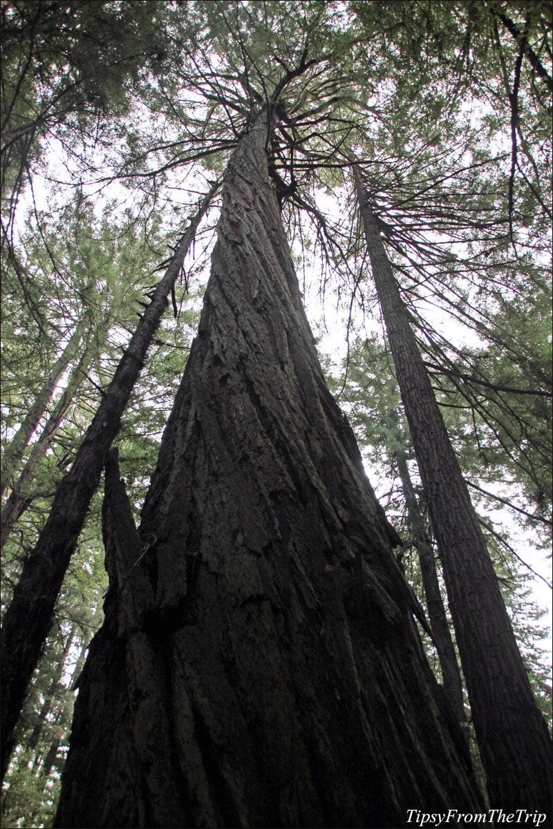 Coast Redwood, Muir Woods.