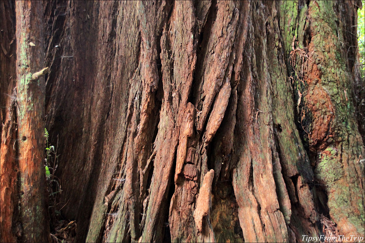 The tree trunk of a Coast Redwood in Muir Woods.