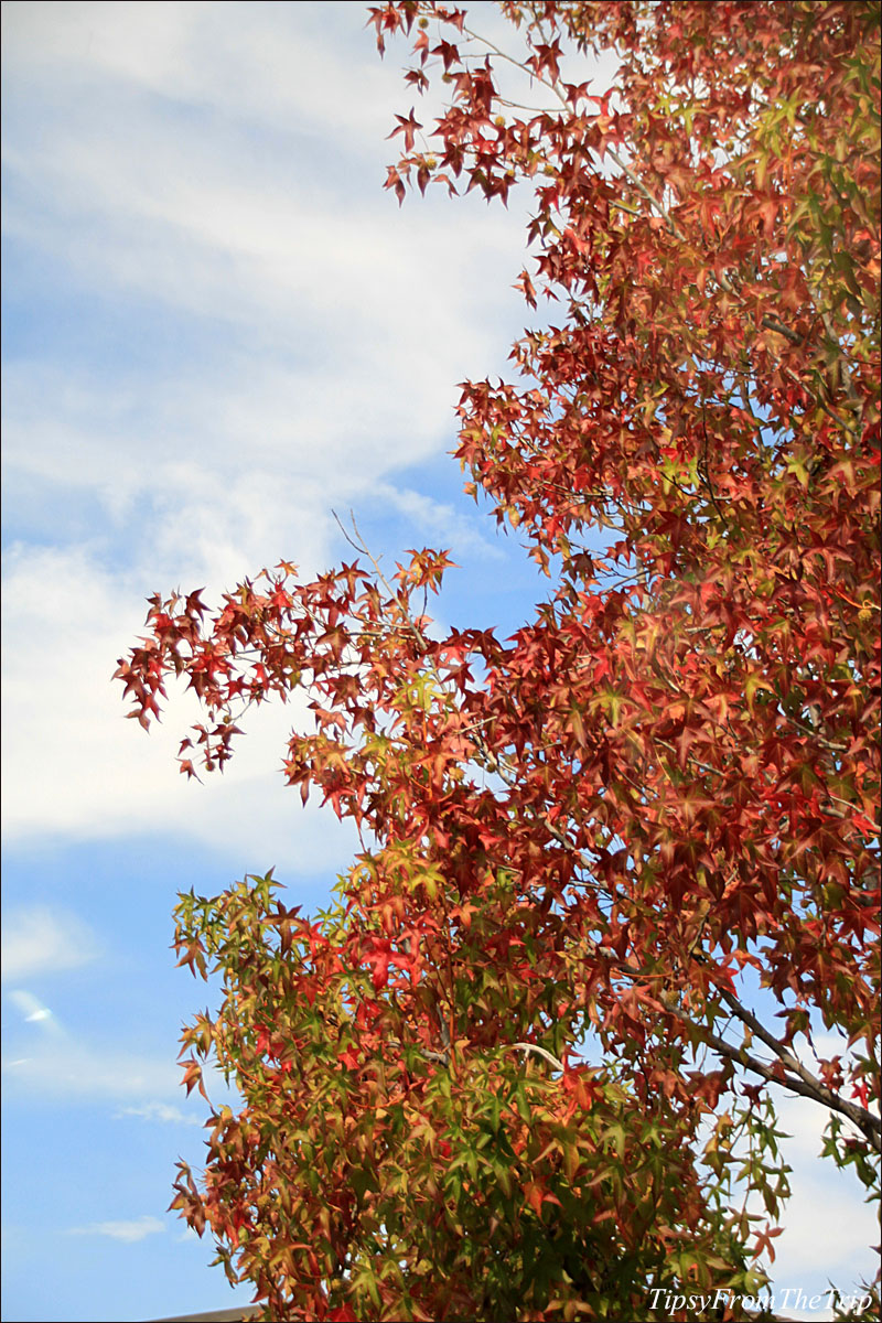Fall color, Saratoga