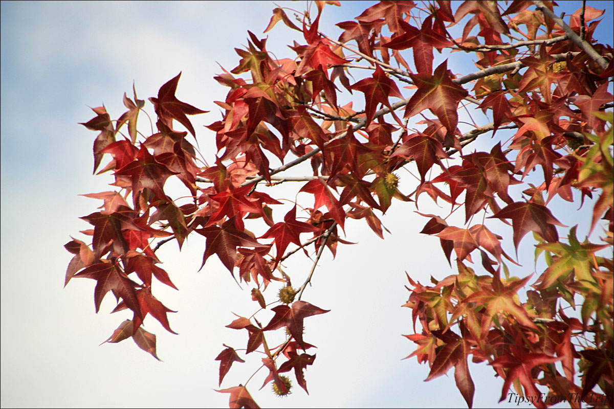 Saratoga, Fall color