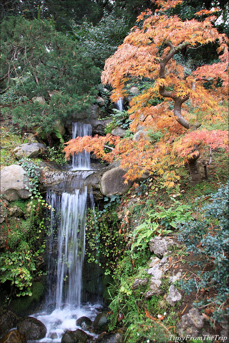 Fall color at Hakone Gardens in Saratoga, CA