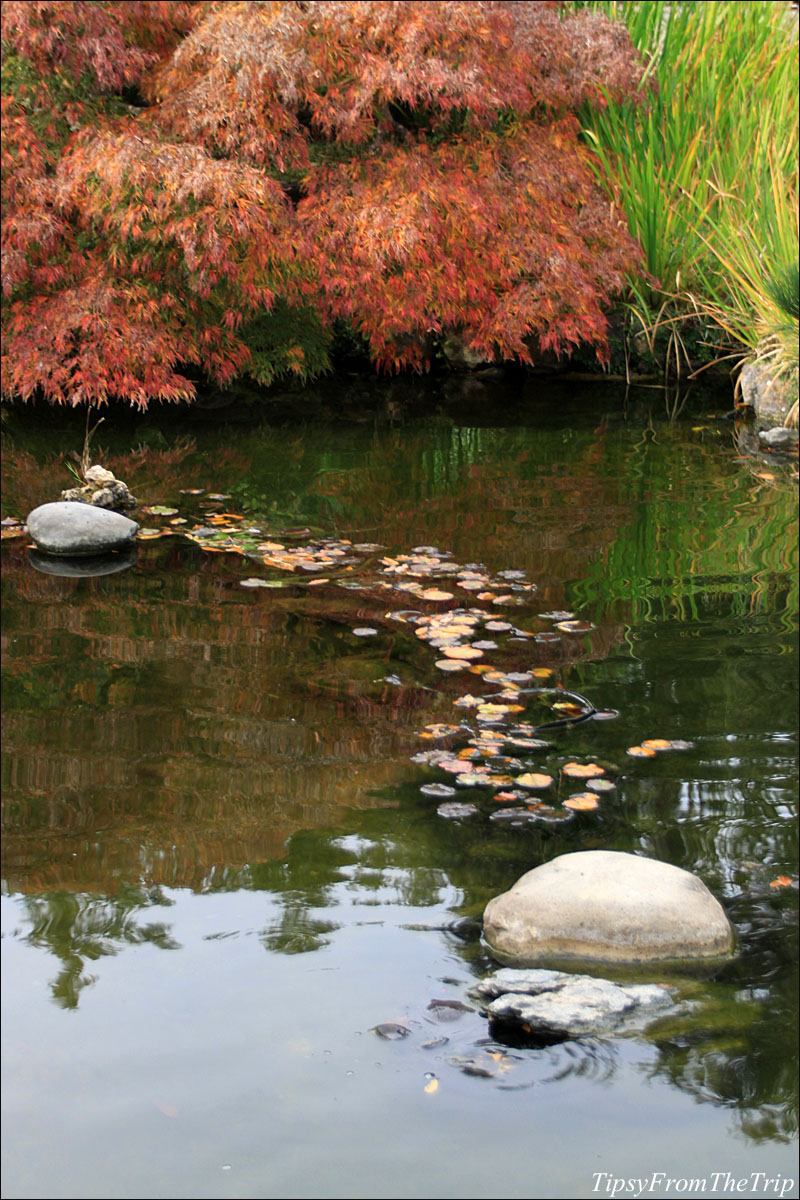 Hakone Gardens in the fall