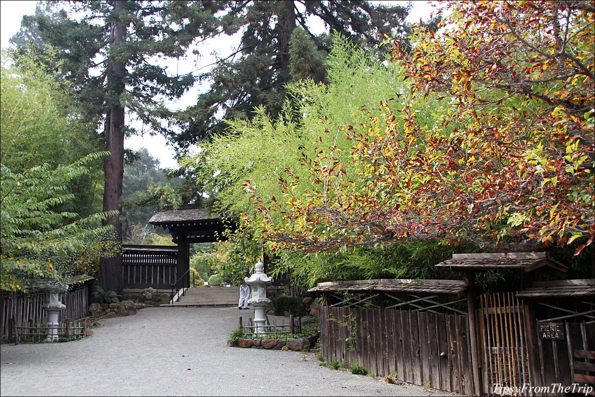 Fall color at Hakone Japanese Garden in Saratoga, CA