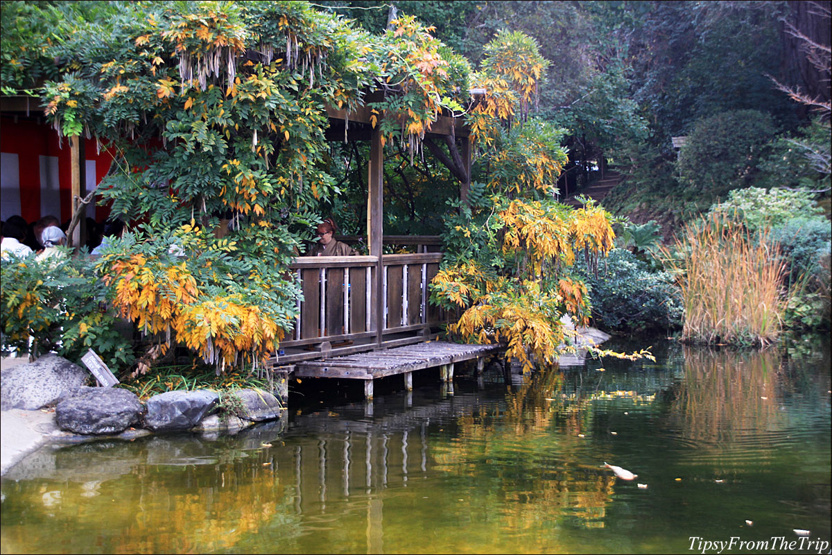 Fall color at Hakone Japanese Garden in Saratoga, CA