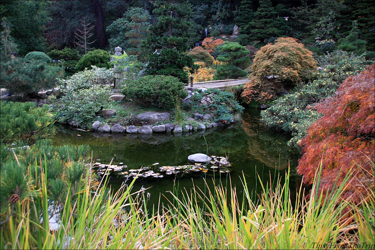 Fall color at Hakone Japanese Garden in Saratoga, CA