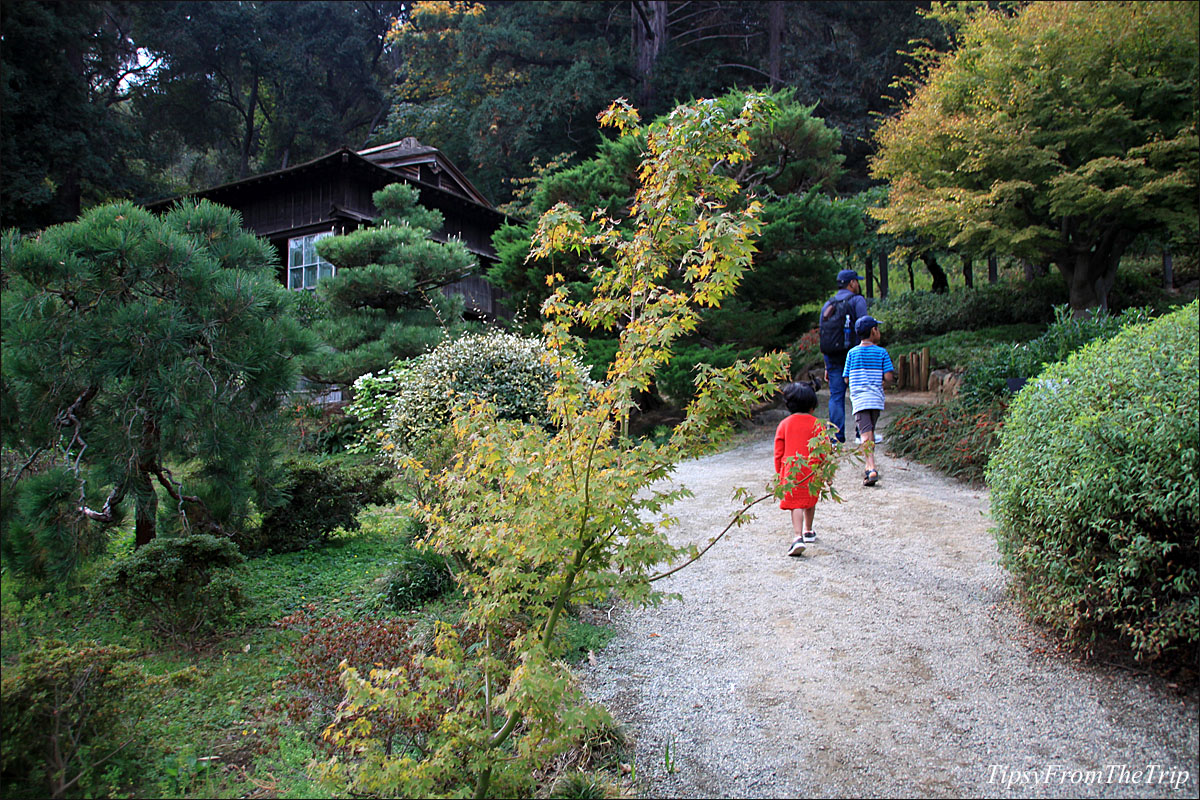 Fall color at Hakone Japanese Garden in Saratoga, CA