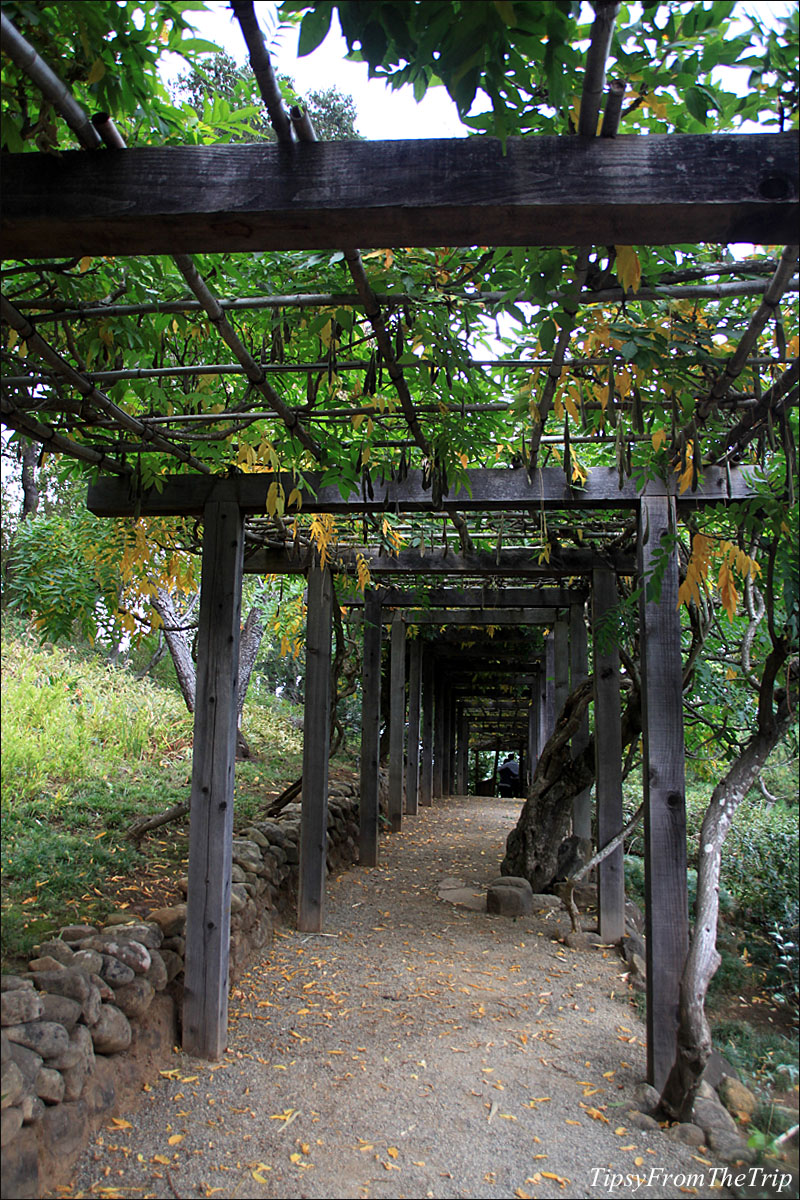 Fall color at Hakone Gardens in Saratoga, CA