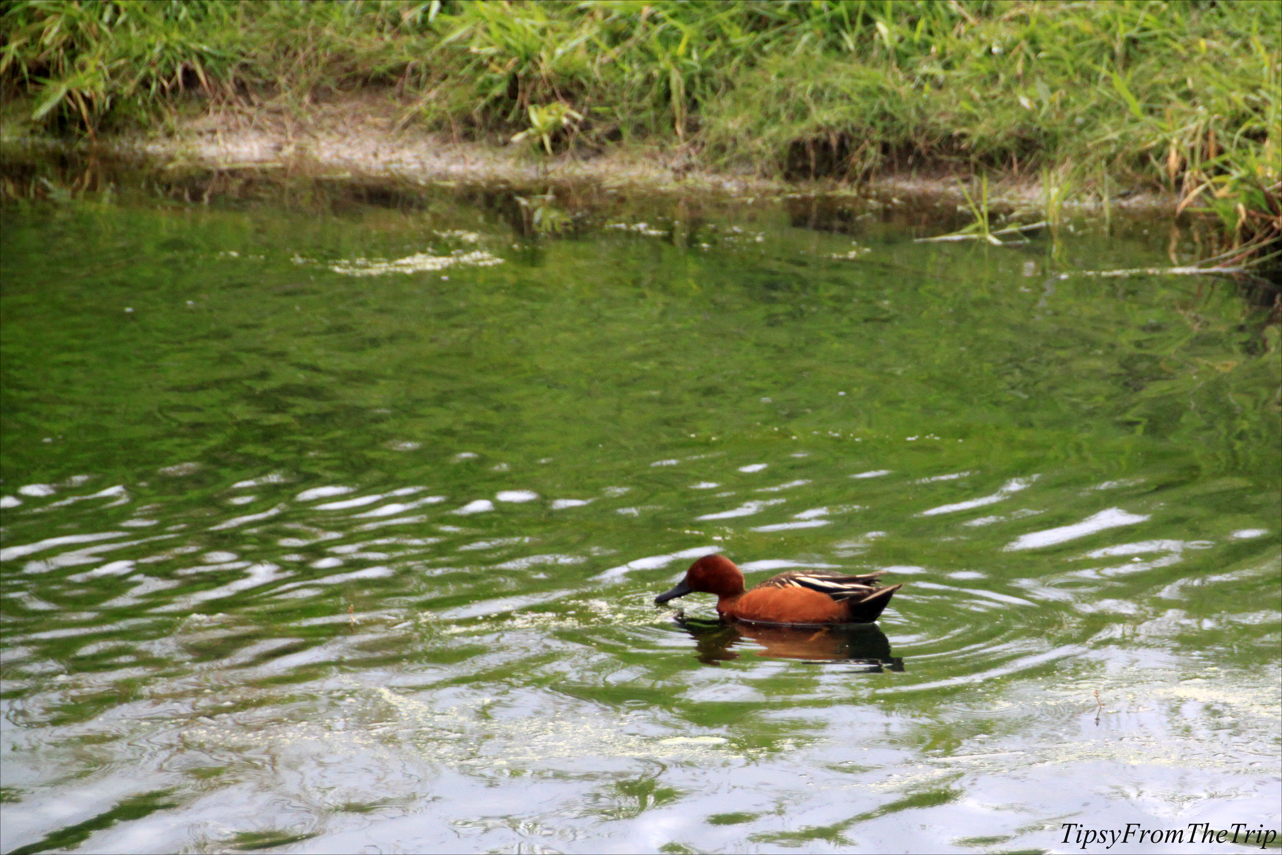 Birds at Ridgefield National Wildlife Refuge, WA