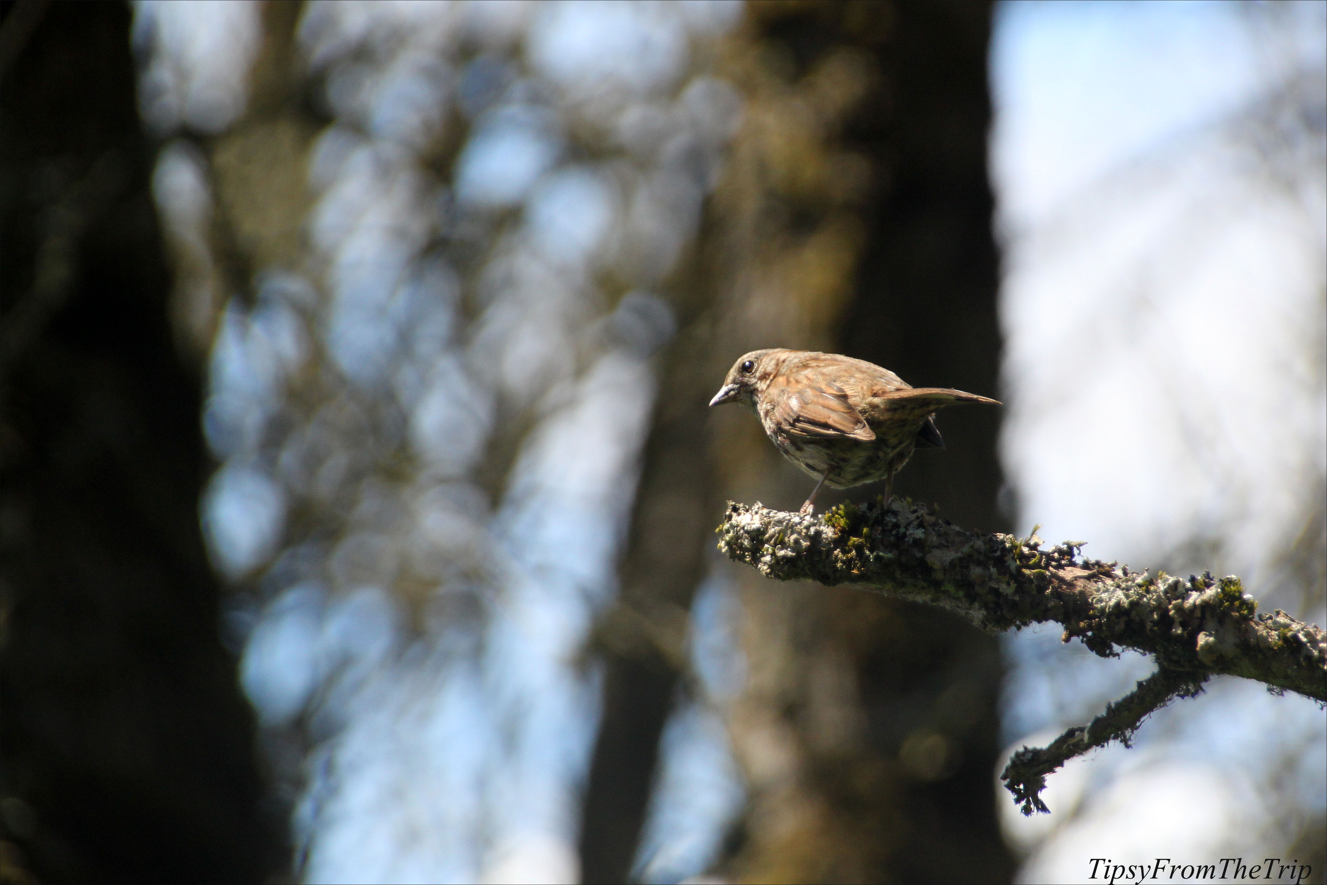 Birds at Ridgefield National Wildlife Refuge, WA