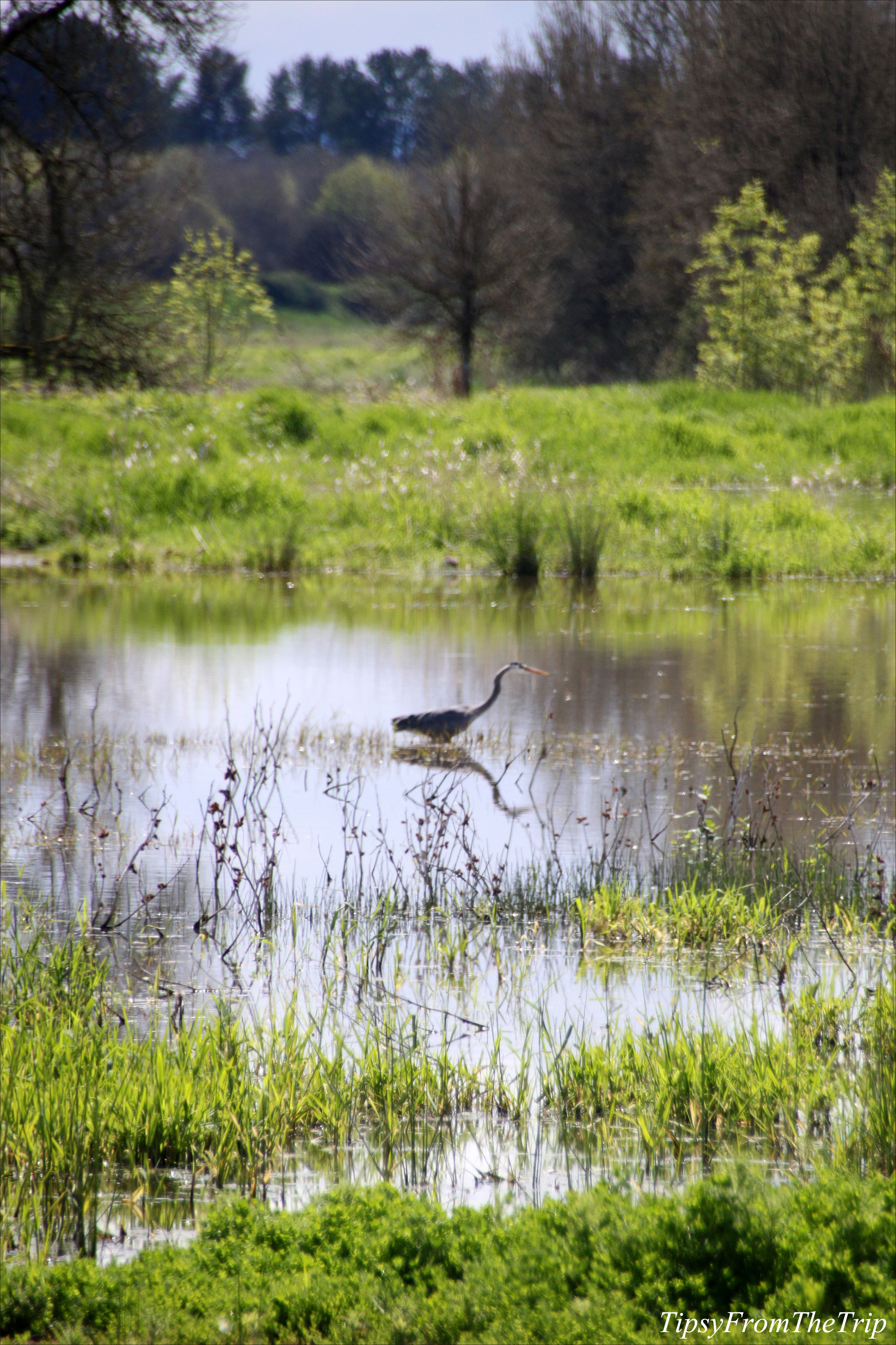 Birds at Ridgefield National Wildlife Refuge, WA