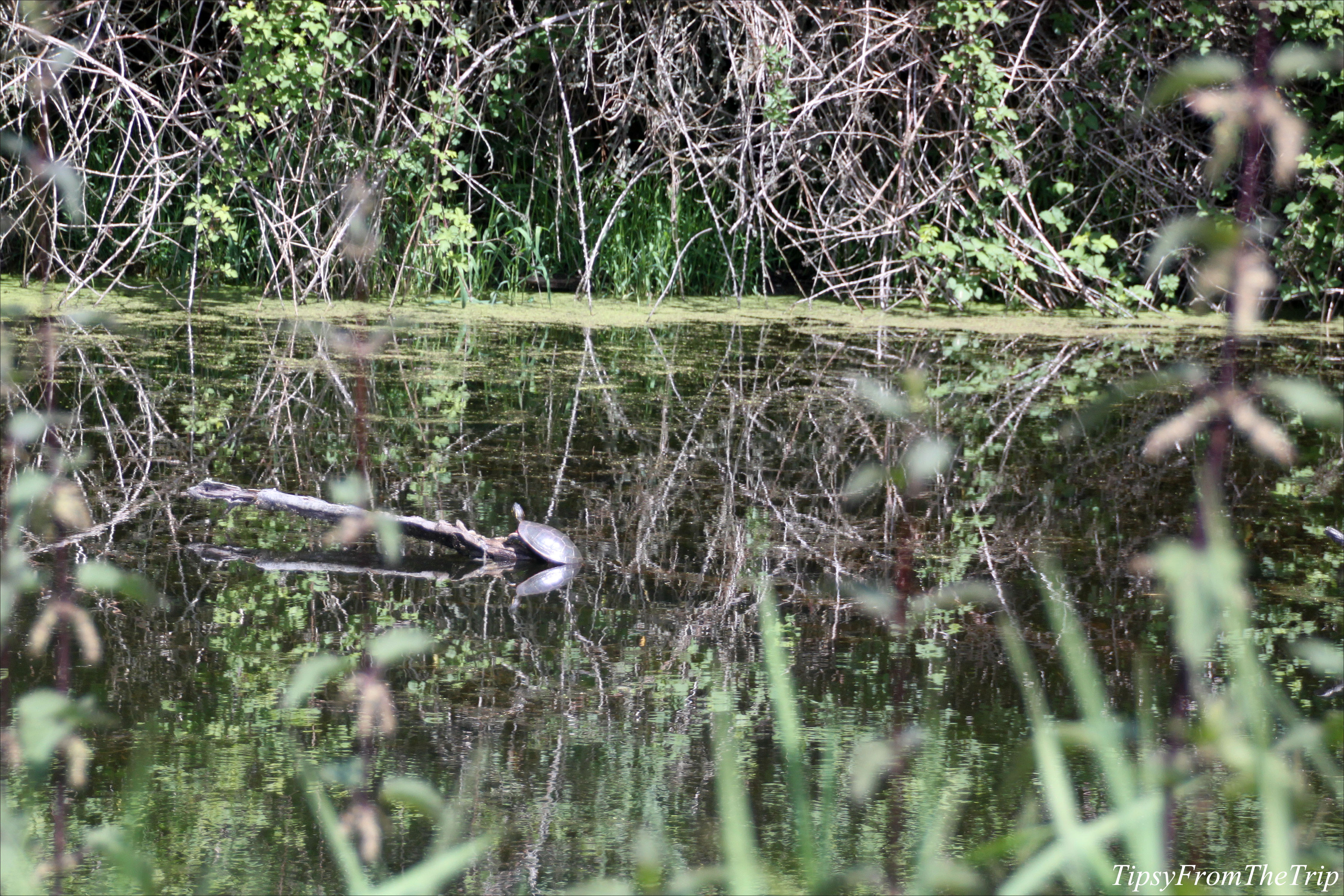 A turtle at Ridgefield National Wildlife Refuge, WA