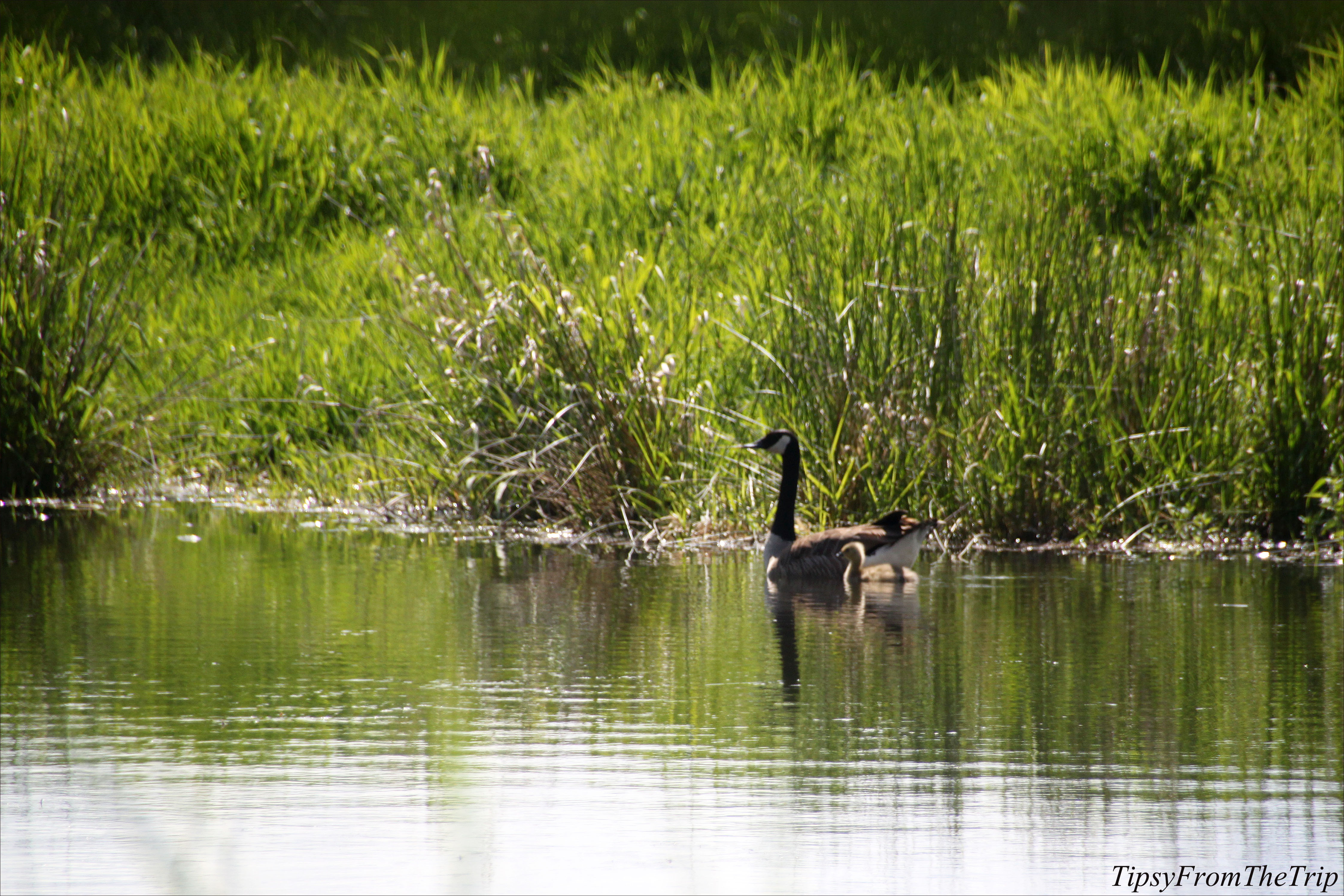 Birds at Ridgefield National Wildlife Refuge, WA