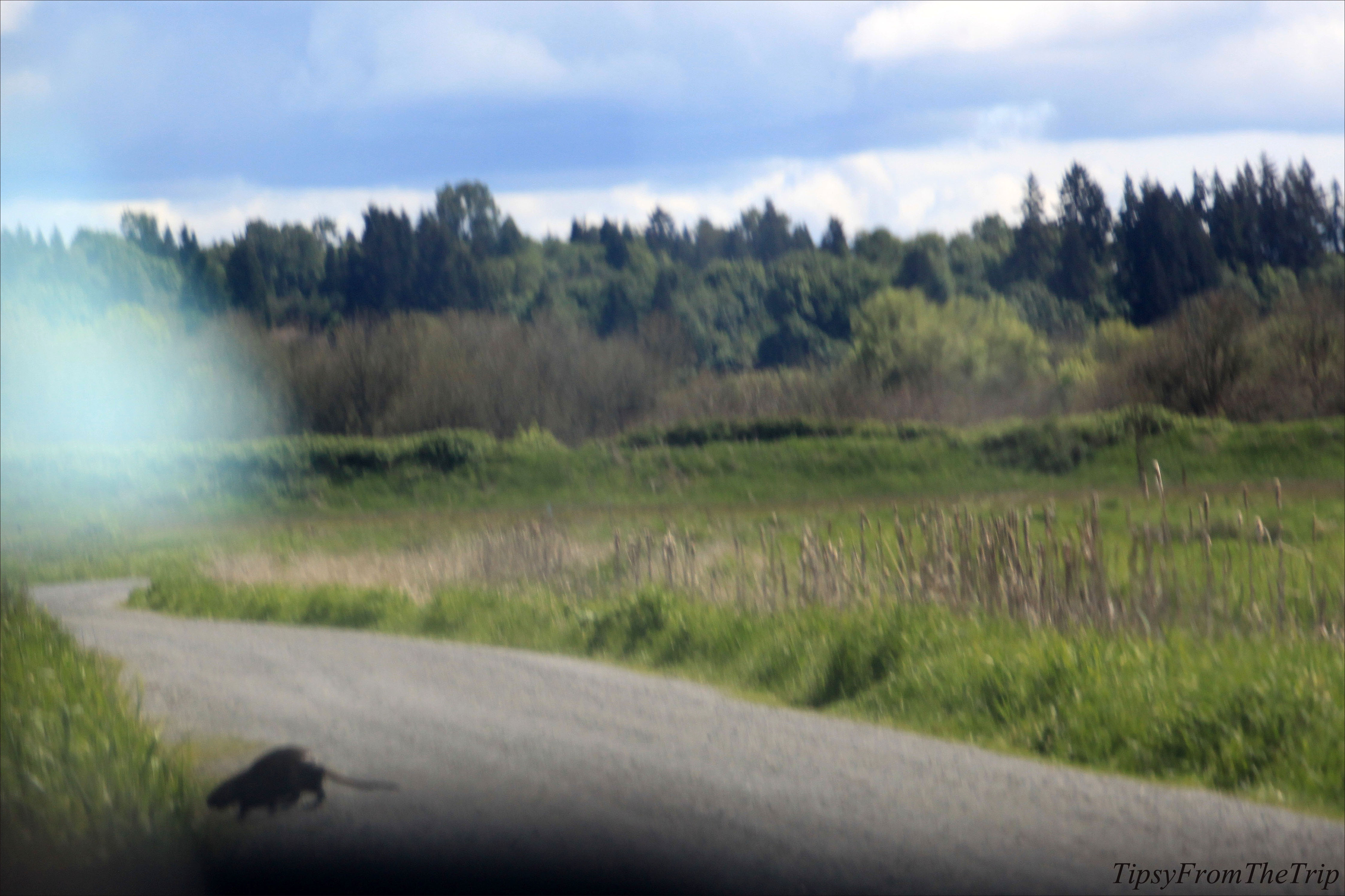 Ridgefield National Wildlife Refuge, WA