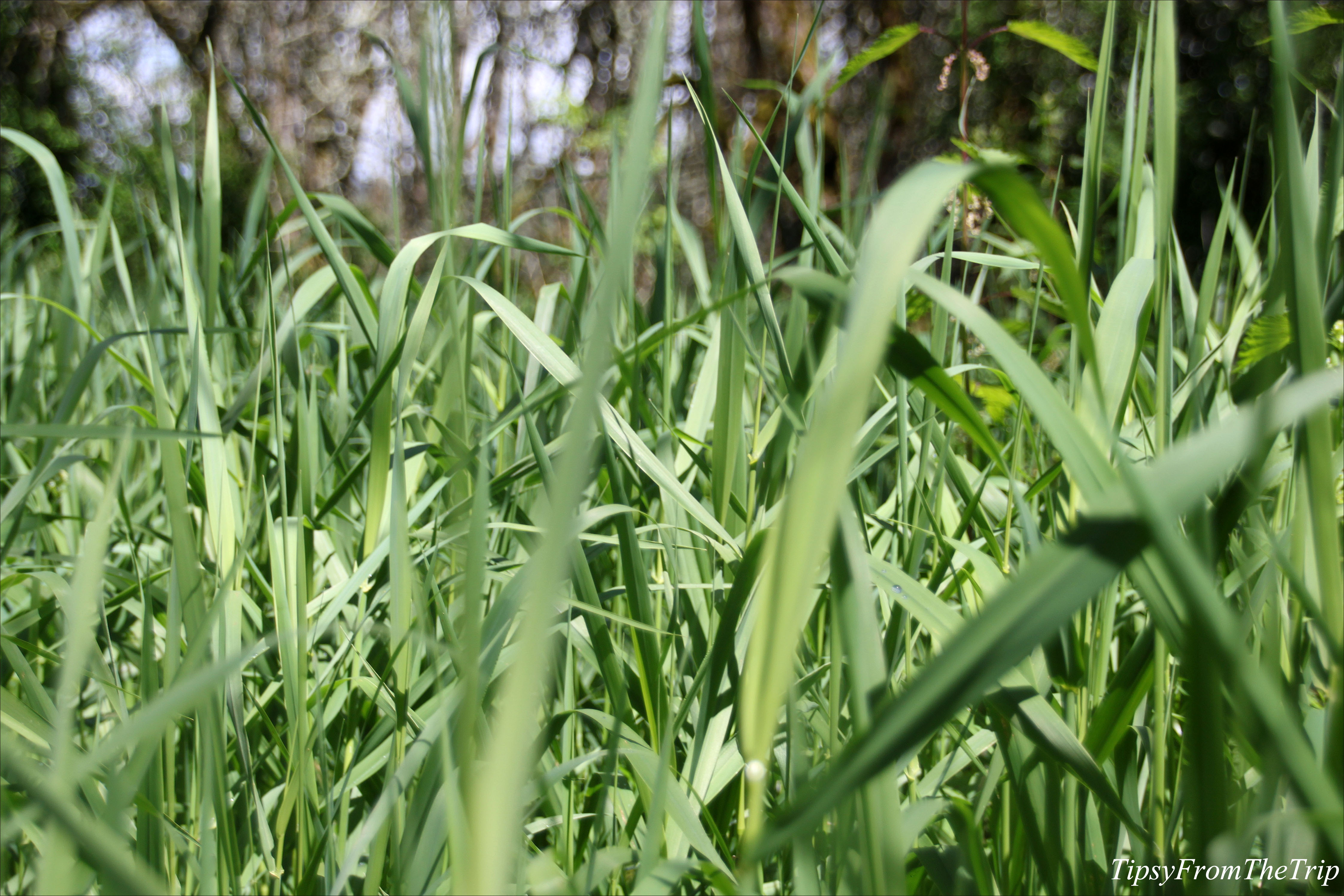 Ridgefield National Wildlife Refuge, WA