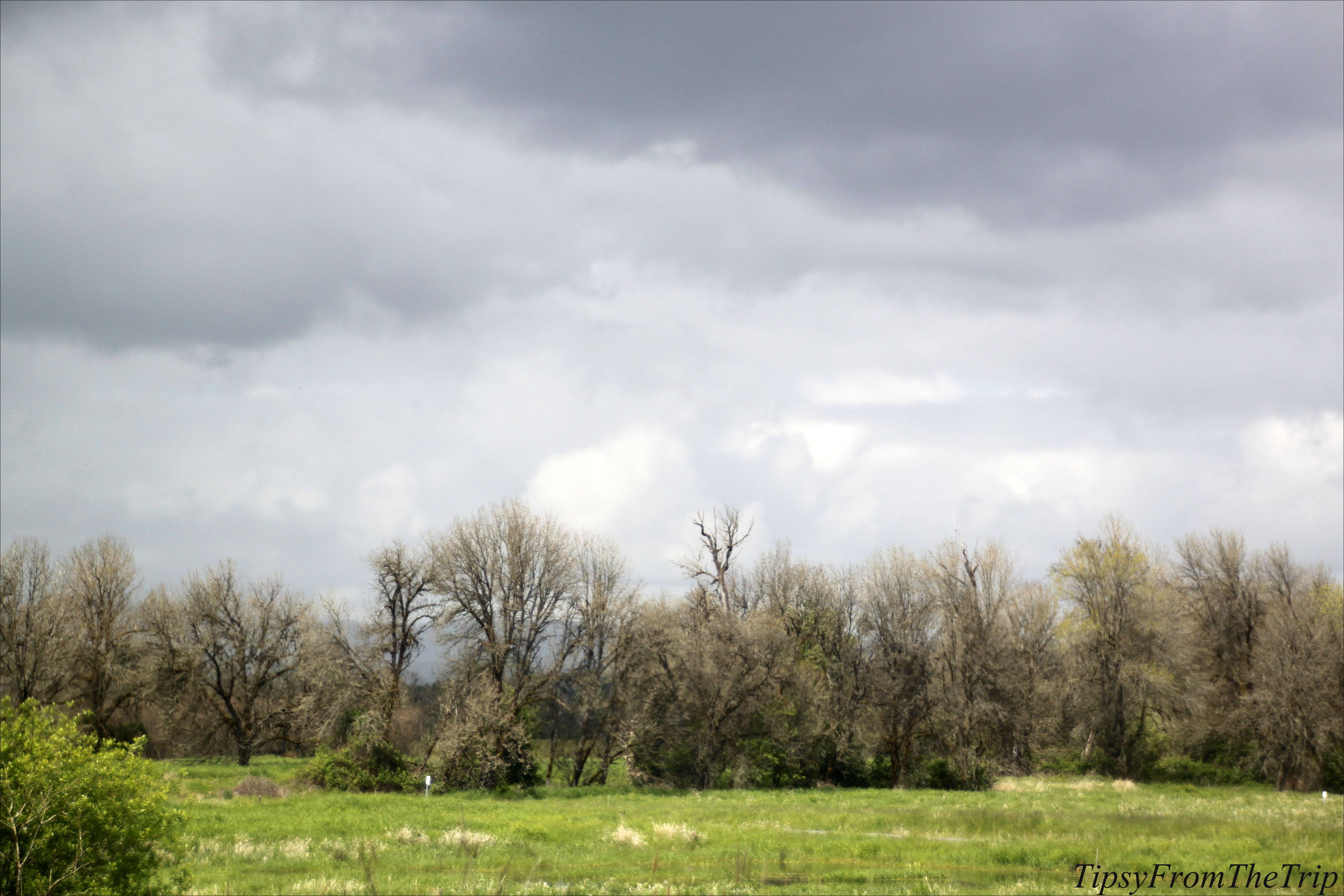 Ridgefieldl Wildlife Refuge, WA