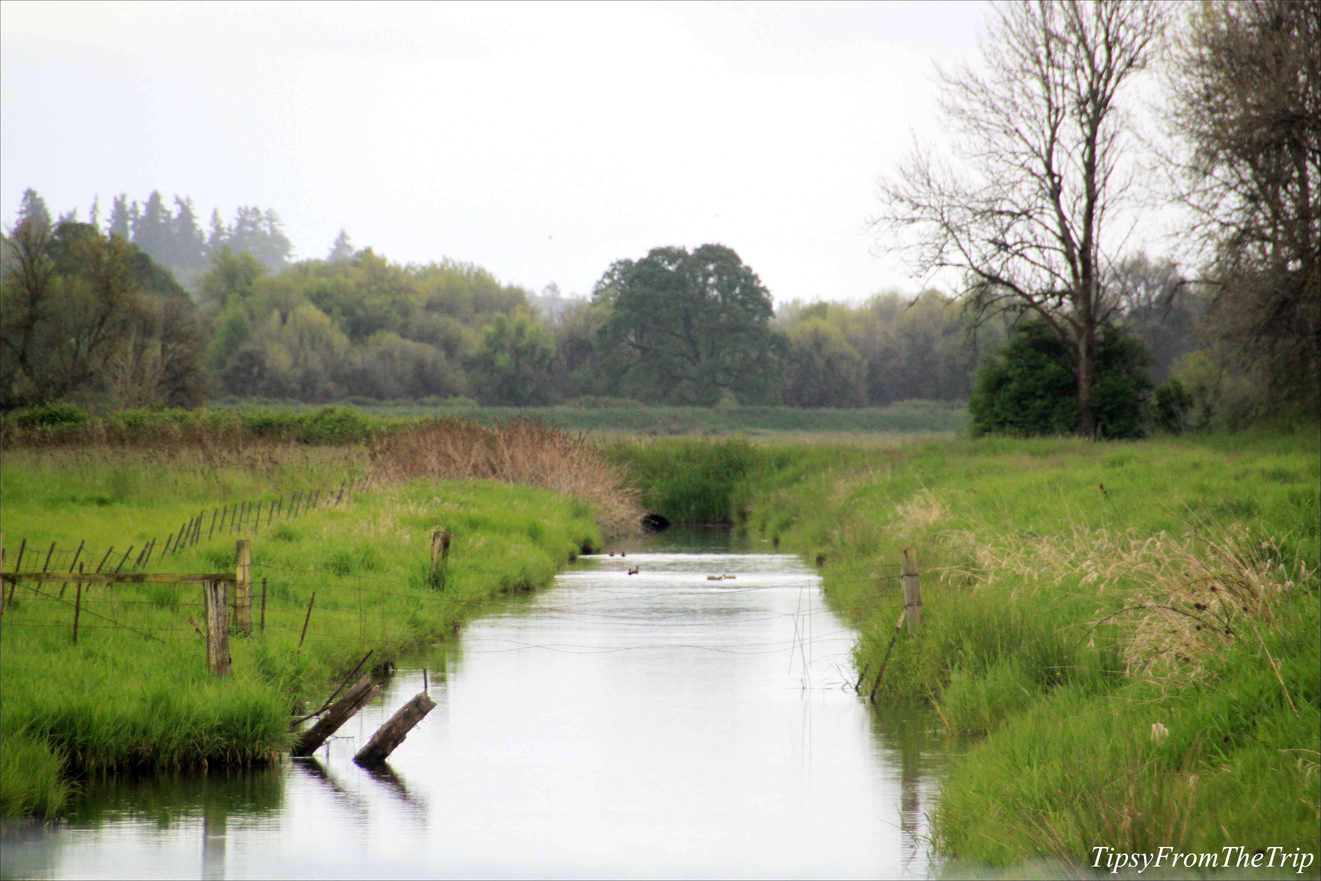 Auto tour of Ridgefield Wildlife Refuge | Tipsy from the TRIP