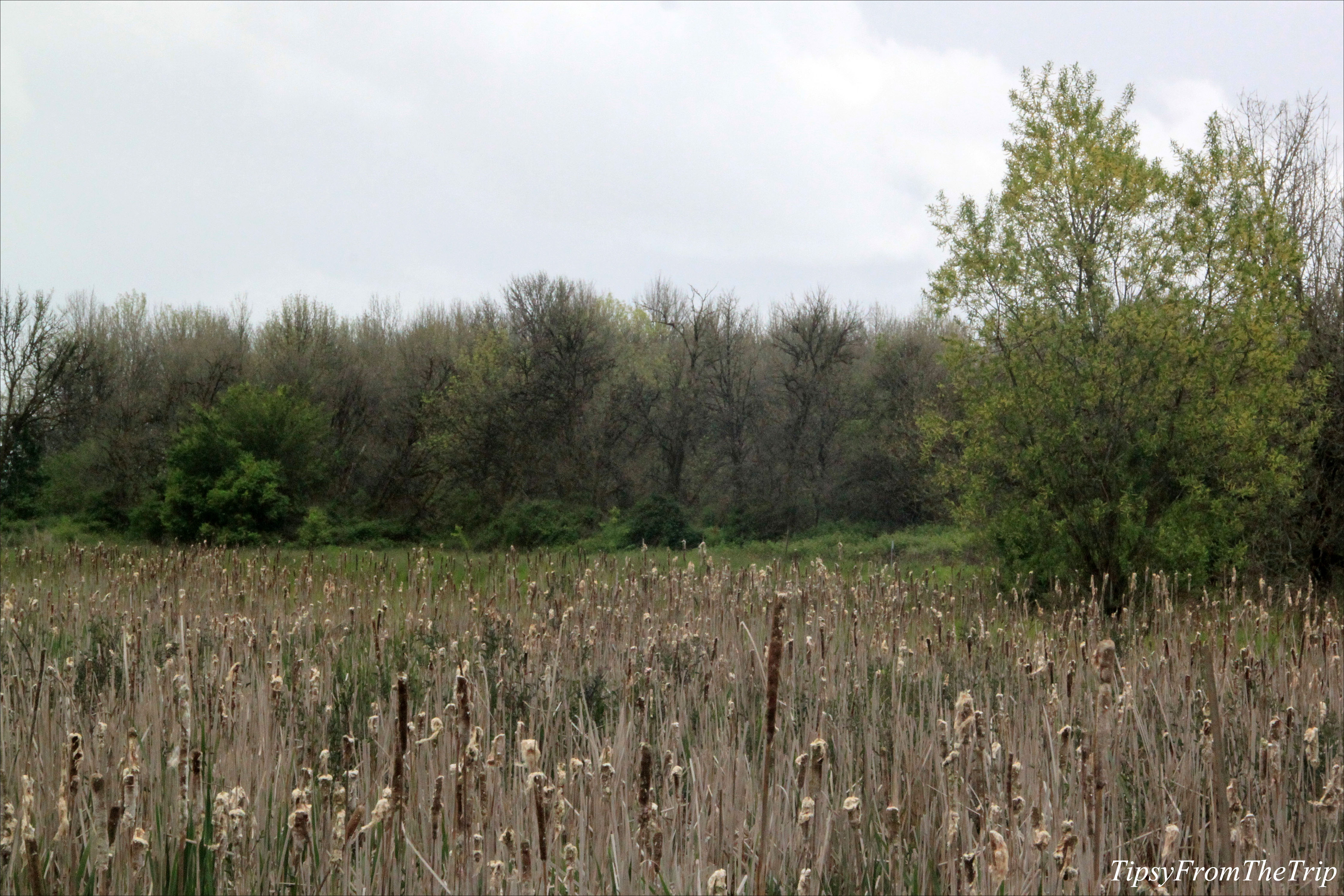  Ridgefield National Wildlife Refuge, WA