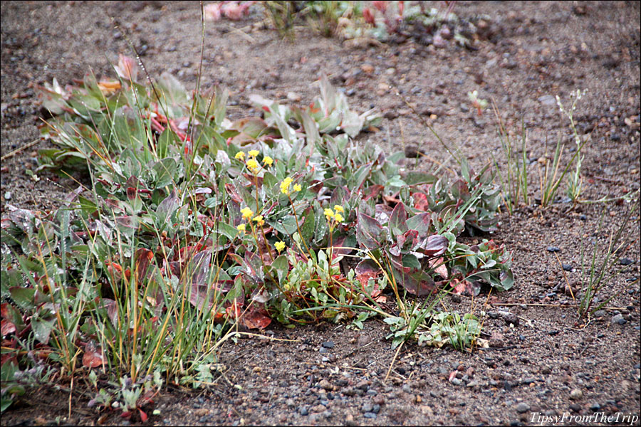 Flowers in the Pumice Desert in Oregon