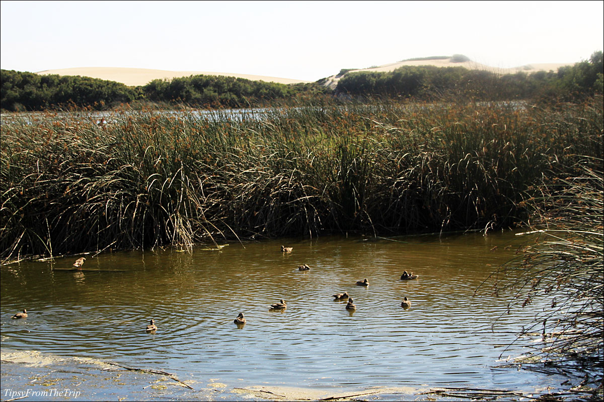 Some birdlife of the Oso Flaco Lake, CA