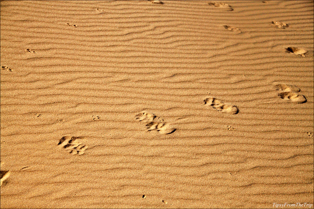 Pugmarks on the sand?