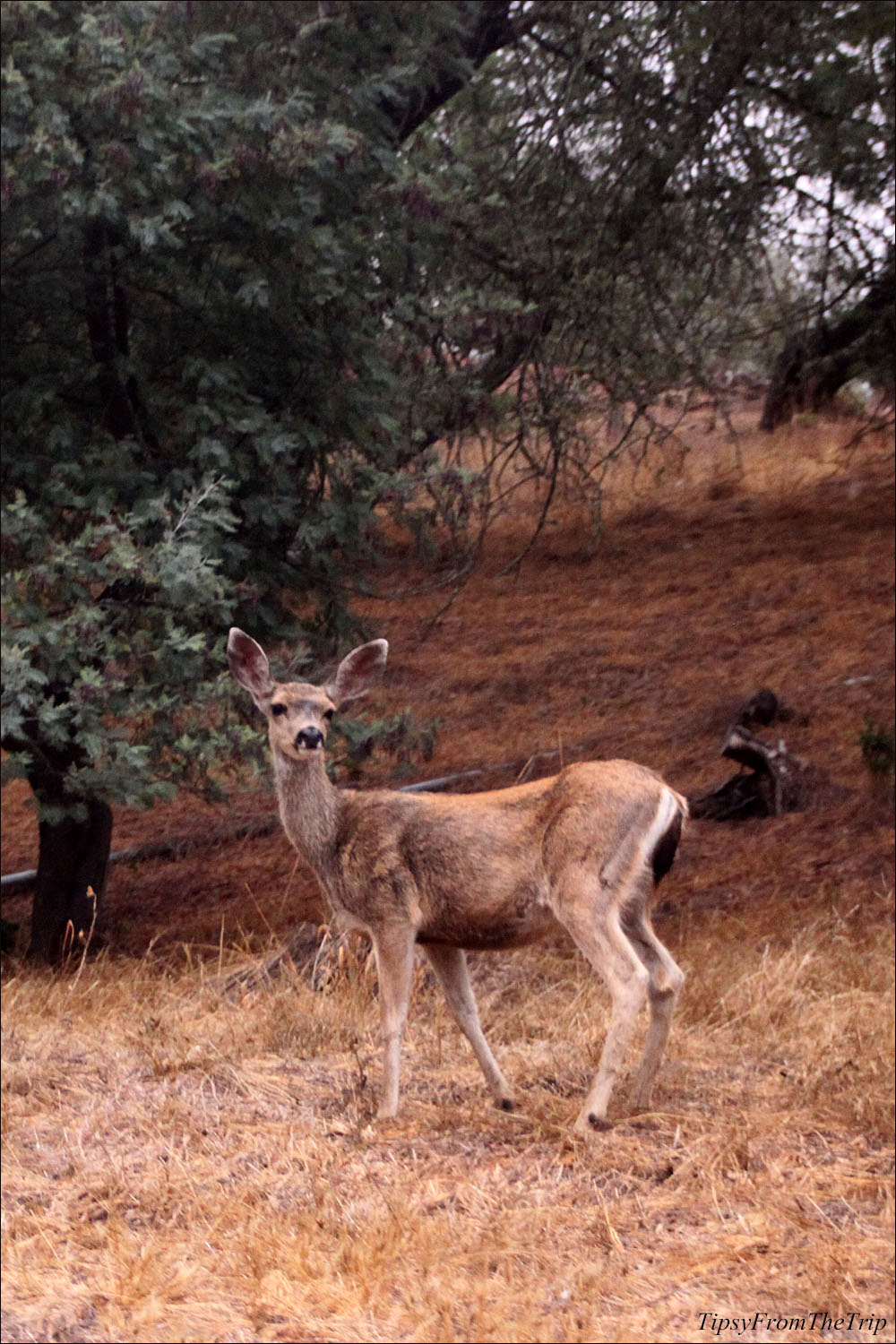 Deer at the ranch in San Simeon