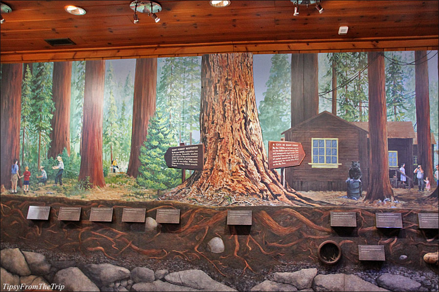 Redwood Mural, Sequoia National Park