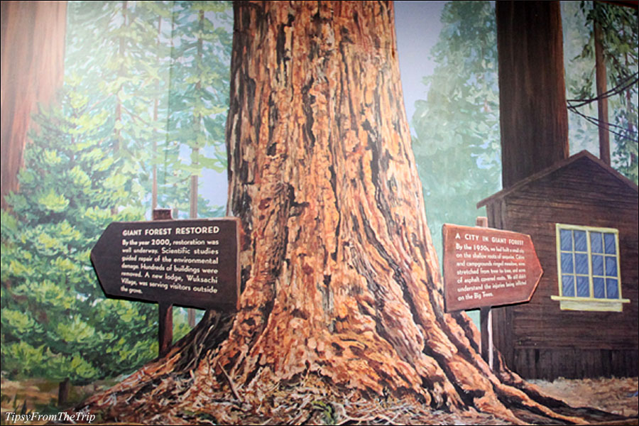 Giant Sequoia and some Sequoia National Park history.