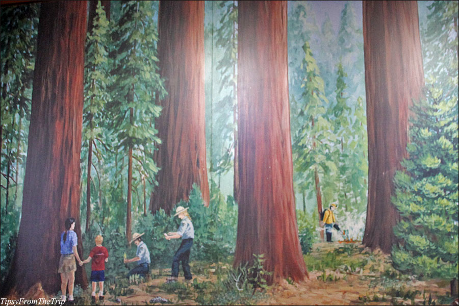 Giant Sequoia mural at the Giant Forest Museum.